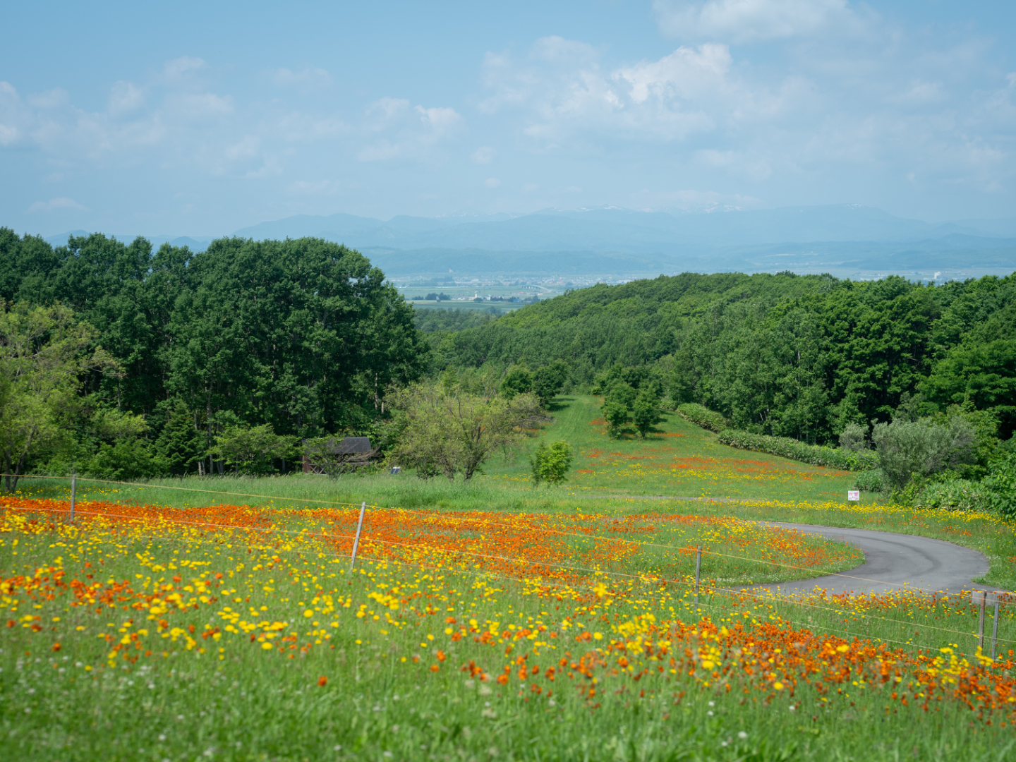 【写真】オレンジや黄色の花が咲き乱れる草原と奥に広がる森
