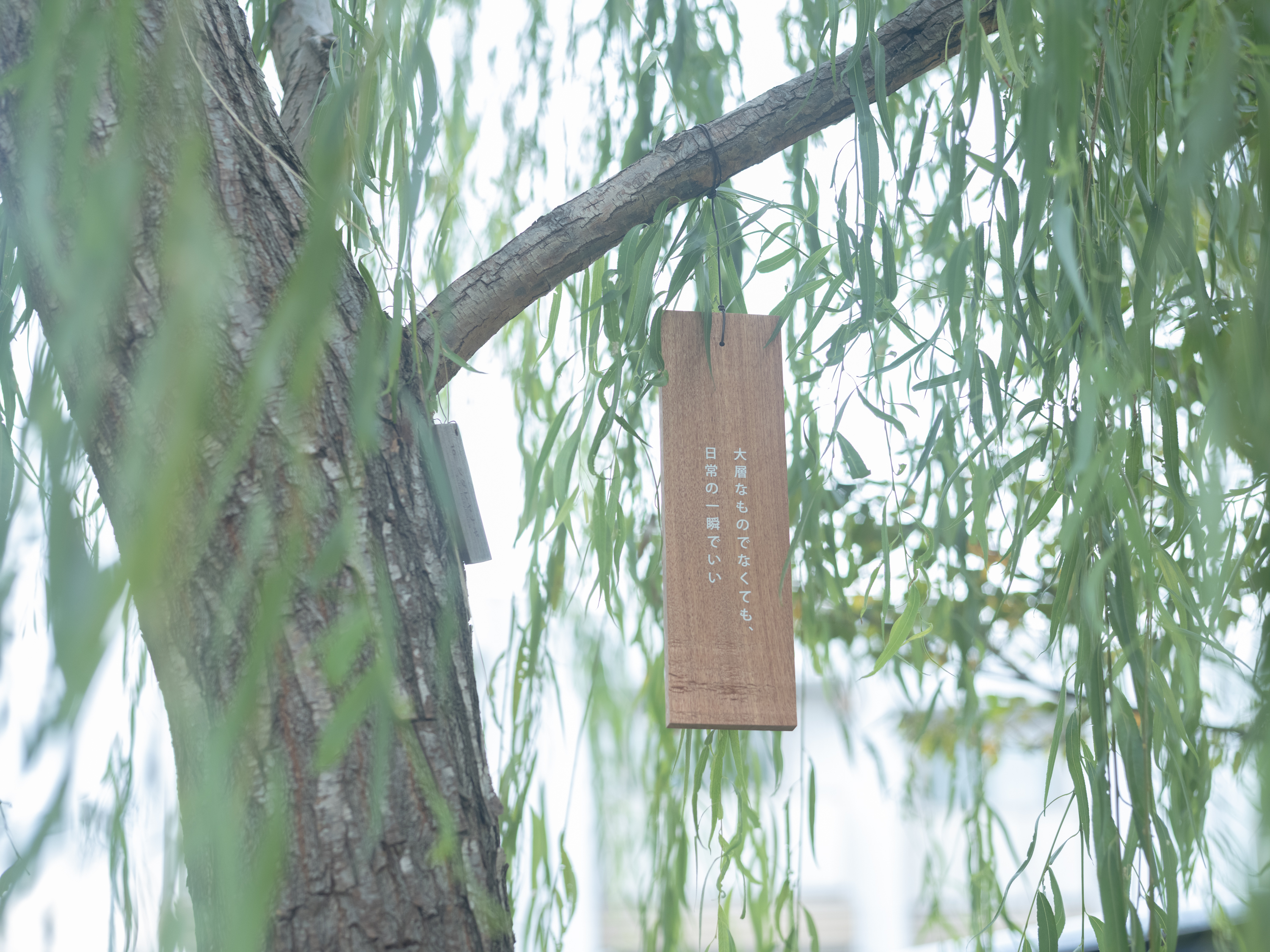 【写真】樹木のなかにつられている木のふだ